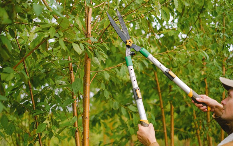 Tree trimming in Unalakleet, AK